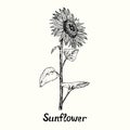 Sunflower on stem with leaves, side view, outline simple doodle drawing with inscription